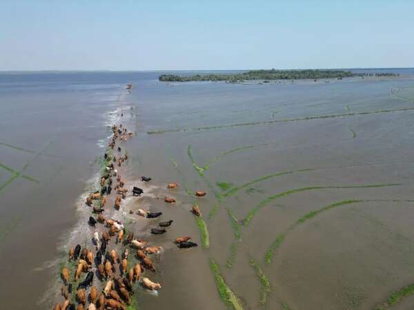 Inundación afectó a 60.000 bovinos y reportaron 1.000 ejemplares muertos - Nacionales - ABC Color