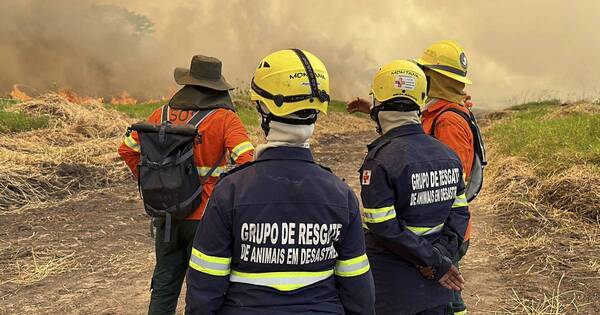 La Nación / Lluvias pusieron fin a los incendios récord en el Pantanal