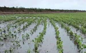 Fenómeno de El Niño: ¿hasta cuándo seguirán las intensas lluvias? - Nacionales - ABC Color