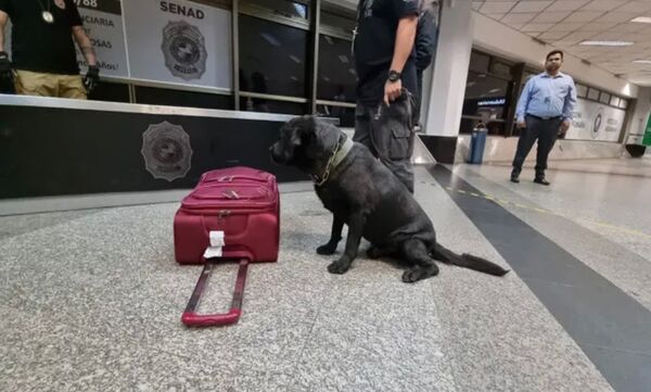 Can impide que paraguaya lleve 14 kilos de cocaína a España