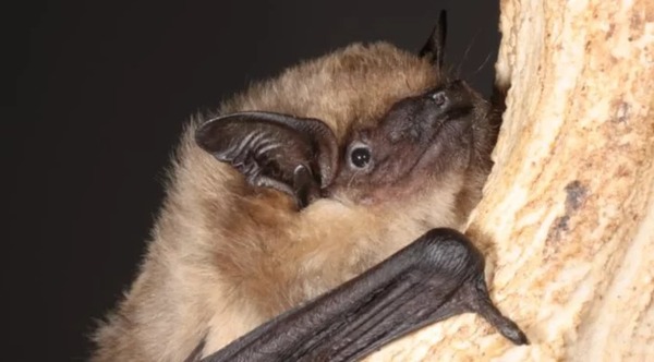 Jubilado neerlandés realiza sorprendentes investigaciones sobre fabuloso pene de murciélago serotino