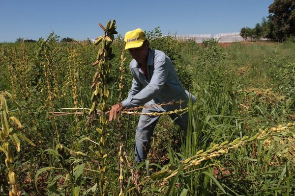 Reportan efectos del clima a la producción del sésamo