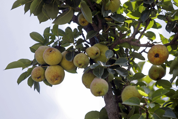 Costos, clima e inseguridad son los principales problemas de los agricultores mexicanos - MarketData