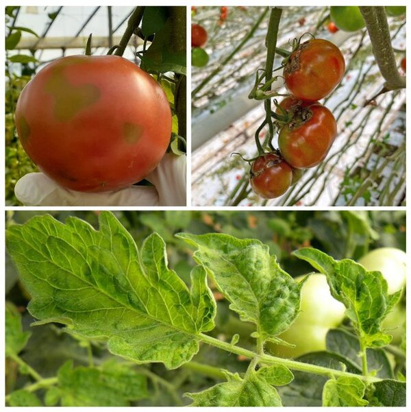 Alertan a productores sobre virus rugoso del tomate
