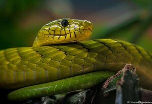 Alertan sobre mamba verde venenosa suelta en Países Bajos