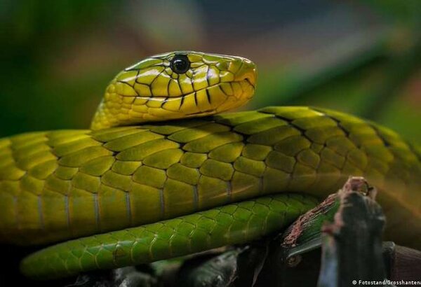 Alertan sobre mamba verde venenosa suelta en Países Bajos