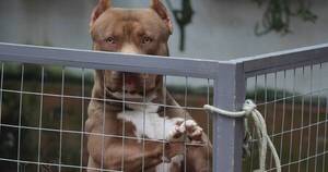 La Nación / Dos pitbull atacaron a un hombre que queda con varias lesiones en el cuerpo
