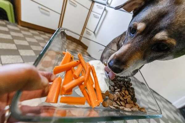 Dieta casera Vs. alimentos balanceados: ¿qué es más saludable para las mascotas? - Mascotas - ABC Color