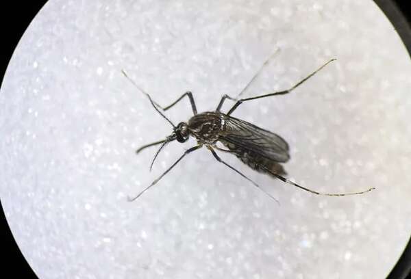 Diputados buscan declarar alerta sanitaria por dengue - Política - ABC Color