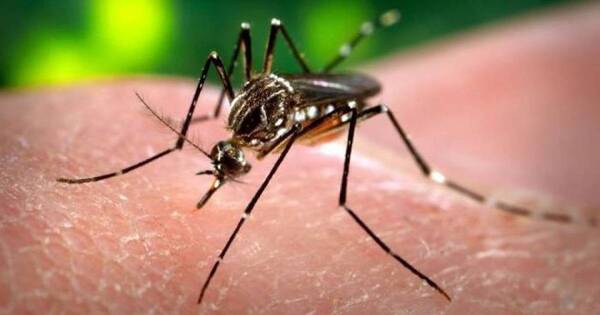 La Nación / Dengue: Paraguay ingresa en el periodo epidémico donde los casos irán en aumento