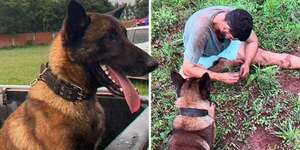 Video: Ciro, el perro “héroe” que atrapó a un presunto ladrón y ahora conquista las redes sociales - Nacionales - ABC Color