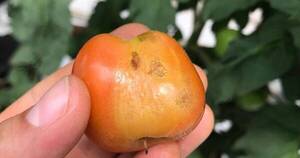 La Nación / Senave alerta sobre la aparición del virus rugoso del tomate en Argentina