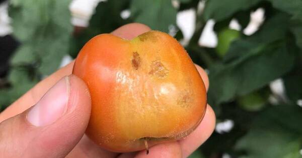 La Nación / Senave alerta sobre la aparición del virus rugoso del tomate en Argentina