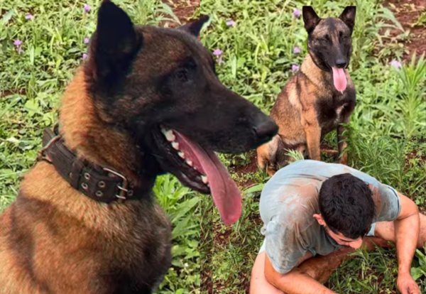 Superdog: atrapó a un presunto ladrón y se volvió viral