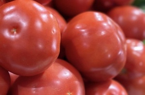 Vendedores celebran que bajó el precio del tomate