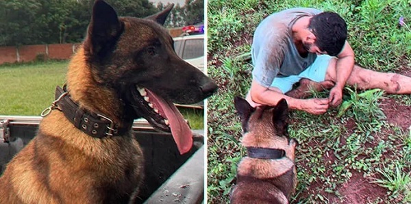 Ciro, el perro «héroe» de Encarnación que cautiva las redes sociales