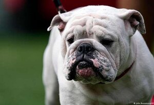 Misteriosa enfermedad se propaga rápidamente entre perros en EE.UU.