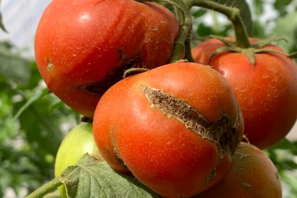 Diario HOY | Virus rugoso del tomate aparece en Argentina y alertan a productores paraguayos