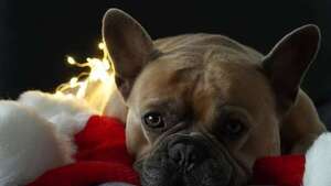 Consejos para que nuestras mascotas pasen unas fiestas tranquilas - Mascotas - ABC Color