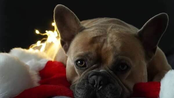 Consejos para que nuestras mascotas pasen unas fiestas tranquilas - Mascotas - ABC Color
