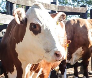 Paraguay exportará material genético de la especie bovina a Guatemala