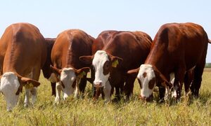 Paraguay exportará semen y embriones bovinos a Guatemala
