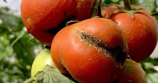 La Nación / Alertan sobre la aparición del virus rugoso del tomate en Argentina