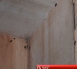 Alta proliferación de cucarachas en Hospital Nacional de Itauguá - Paraguay.com