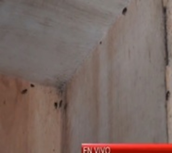Alta proliferación de cucarachas en Hospital Nacional de Itauguá - Paraguay.com
