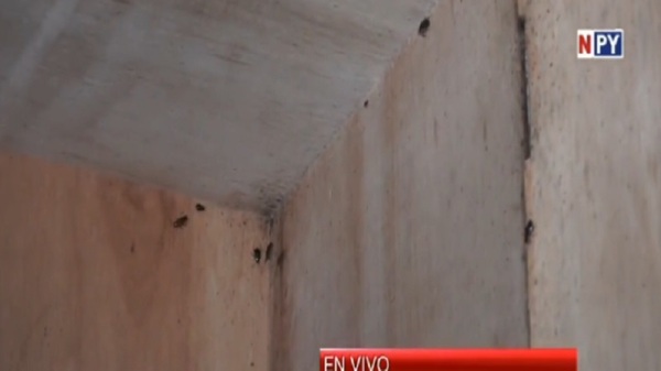 Hospital Nacional de Itauguá infestado de cucarachas - Noticias Paraguay