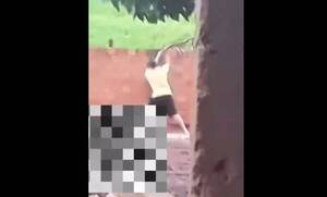 Lo apresaron por golpear vaipaite a un pitbull