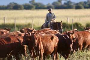 Paraguay da un paso histórico en la exportación de material genético bovino