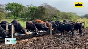 Video: análisis de alimentos y recomendaciones para productores - ABC Rural - ABC Color