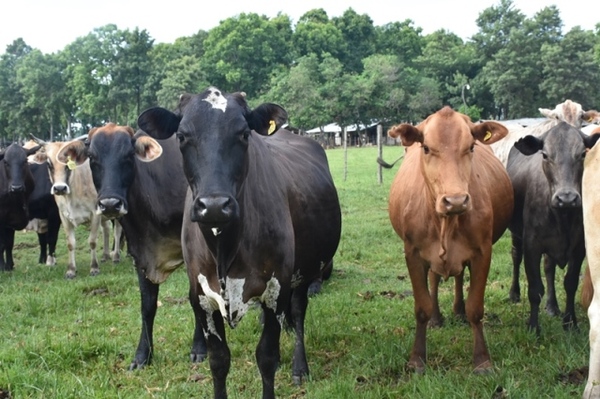 Paraguay exportar谩 material gen茅tico de la especie bovina a Guatemala - Revista PLUS