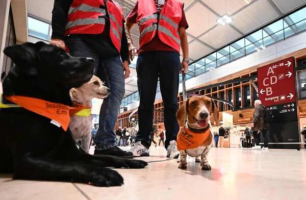 Una “patrulla canina” calma a los viajeros en el aeropuerto de Berlín - Mascotas - ABC Color