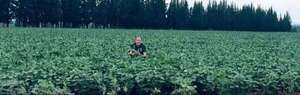 Lluvia mantiene buenas expectativas en el sector agro del Alto Paraná - ABC en el Este - ABC Color