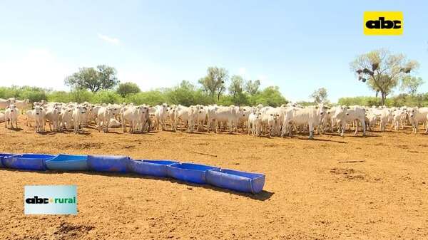 Video: Senacsa y Fundassa, con buenos resultados en Programa de Brucelosis - ABC Rural - ABC Color