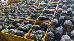 Pequeños productores paraguayos podrán exportar piña al Brasil - Nacionales - ABC Color