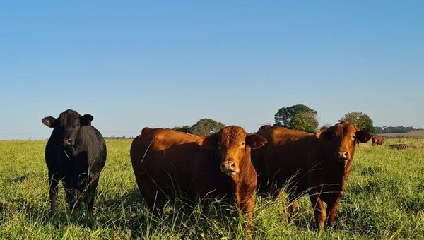 Luz verde: Paraguay quedó habilitado para exportar material genético bovino a Guatemala