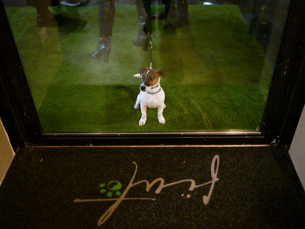 Diario HOY | Así es el restaurante "chuchi" de perros en Roma