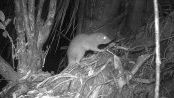 Diario HOY | Obtienen las primeras fotos de una rarísima rata gigante que come cocos