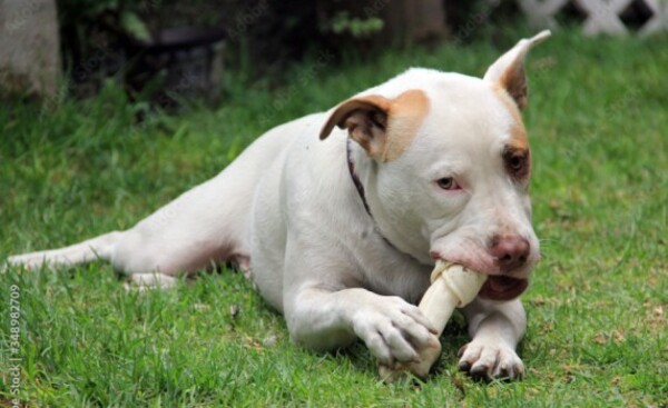 Golpeó brutalmente a su pitbull porque este mató a un ternero