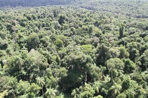 Infona implementa sistema de alerta temprana para detectar deforestación ilegal - El Independiente