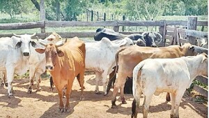 Vacas robadas, casi al frigorífico