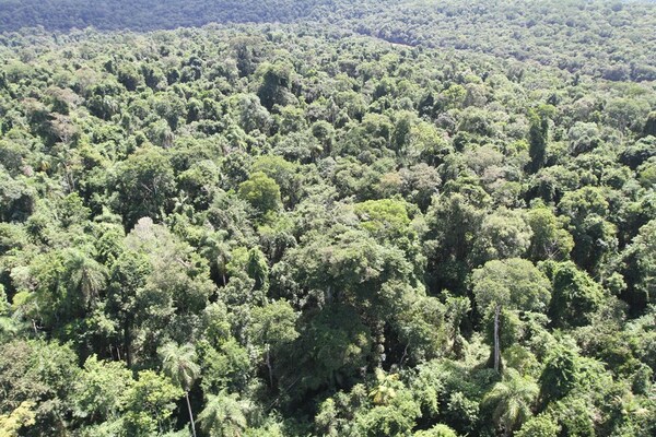 Infona implementa sistema de alerta temprana para detectar deforestación ilegal - ADN Digital
