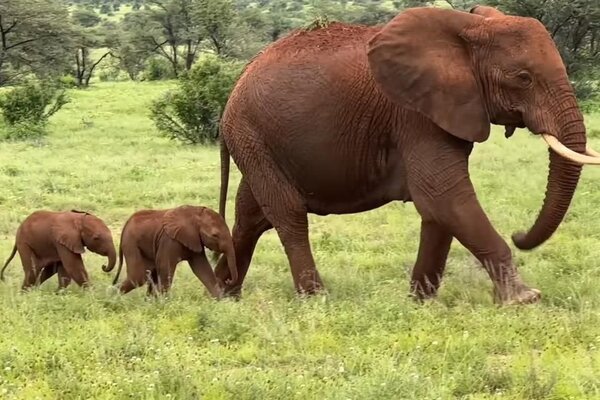 Diario HOY | Nacen elefantes gemelos en Kenia, un hecho poco frecuente
