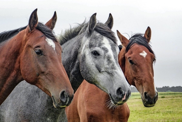 Diario HOY | Argentina con casos neurológicos en caballos: Paraguay enciende las alarmas