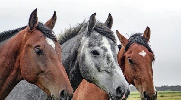 Caballos con casos neurológicos en Argentina: Paraguay enciende las alarmas - Oasis FM 94.3