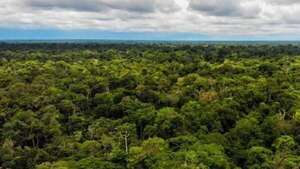 Perú entrega más de un millón de dólares a comunidades nativas para conservar sus bosques - Mundo - ABC Color