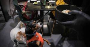 La Nación / ¡Guau! Restaurante romano ofrece menú gurmé para perros